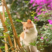 半圈养的猫跑丢了