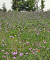 这个宁静少人的淳朴古镇,豆花馆绝了,附近还有免费的紫色花海