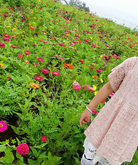 都知道牛栏坝有沙滩,你们知道还有片花海吗