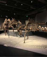 打卡重庆自然博物馆,周末亲子游好去处,凉快小朋友还喜欢