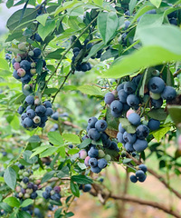 不要入园费的蓝莓采摘地,还能耍水捞螃蟹【周末去哪第5期】