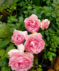 �����ҼҵĻ�԰���ҷ·���ã�����ġ����족��û���Ҷ�ȥ