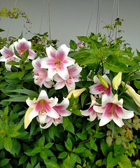 �����ҼҵĻ�԰���ҷ·���ã�����ġ����족��û���Ҷ�ȥ