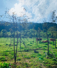 重庆还有这么个神似瑞士的地方?大草坪,牛羊群,蓝天白云好舒服