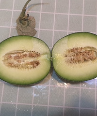 团了三种蜜瓜,长得各不相同,味道都很好吃