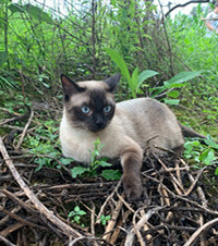 有养暹罗的吗?夏天到了,冬天变黑的暹罗猫现在开始变白了吗?