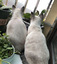 �������޵������쵽�ˣ������ڵ�����è���ڿ�ʼ�������