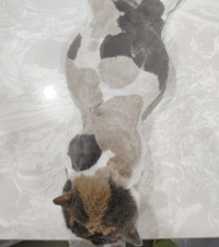 ��һ��ͨ��X�⿴����ô��è���̣�ҽ��˵�����ٻ���6ֻ