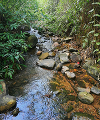 到秘密基地抓螃蟹,竟然还抓到了一条鳕鱼,顺便摘了桃子
