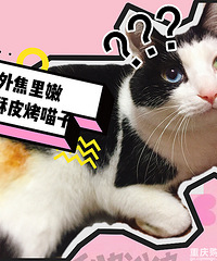 谢谢大家帮忙赐名!新捡的猫弟弟有名字啦,它叫“鸡腿”