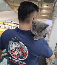 带猫儿到商场蹭空调,它很开心,可以大大方方地让路人随便摸