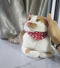 晒晒我家13斤重的肥猫,不仅自己会上厕所,还会开关门哦