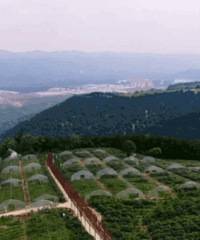 打卡重庆悬崖帐篷民宿,这视角美翻了~