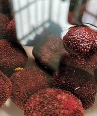 ����һ�󣬷�����÷��������г棬���ҳ���