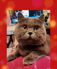 �Ҽҵ�С����һ��Ҳ��������İ���˶��������rua