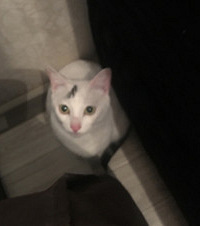 ������Ͱ�Լ�һֻ�ǳ��ɾ���èè���Ը�ճ�ˣ������������