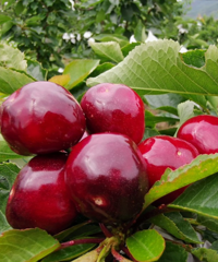 ����ĳ�������ժ�ֳԻ����ˣ�С���ϵ��ӽ�������ζ��Ҳ������