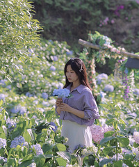 错过莫奈花园,找到另一个满上遍野是绣球的地方,随手一拍就大片