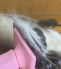 �ֵ���һ��һ�ȵ�èë��ժ������������èë���ë�߻������ɣ�