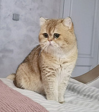 我有3只神仙猫咪,2只金渐层1只英短,小心被它们“电”到
