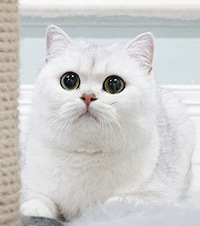 ����3ֻ����è�䣬2ֻ�𽥲�1ֻӢ�̣�С�ı����ǡ��硱��