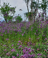 ������һ����ѹ�԰��ӵ�д��ƺ�����޲ݣ����ܿ��ɻ�