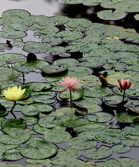 主城又一个免费公园,拥有大草坪和马鞭草,还能看荷花