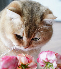 晒晒我家的“元宝”,这是一只光凭脸盘子就可以吸粉无数的猫