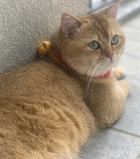 晒晒我家的“元宝”,这是一只光凭脸盘子就可以吸粉无数的猫