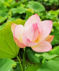 重庆最全的赏荷花地图来了,除了华岩寺,这些地方的荷花也超美