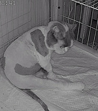 我家“香香”要生猫崽了,很怕它随时发作,一夜都没睡好