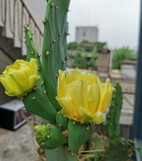 ɹɹ�ҵ��ݶ���԰�����ӻ���˿�ϻ��������ƻ������ü���