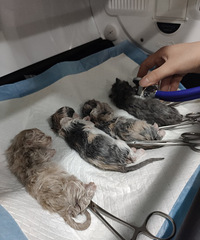 香香剖腹产生了5只猫崽,也让医生做了绝育,生崽真的太辛苦了