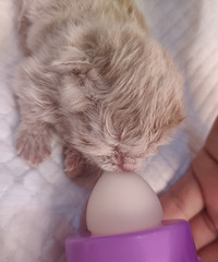 �����ʸ�������5ֻè�̣�Ҳ��ҽ�����˾������������̫������