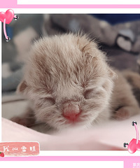 我家“香香”终于顺利生崽了,晒晒几只奶猫的新生“艺术照”