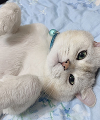 ����Ҫ�����ӡ�������ûʱ���չ�è���ɰ���������������