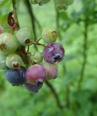 ���ս�Ͽ����ĩסɭ�֣���������ݮ