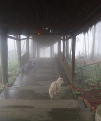 北碚金刀峡,周末住森林,包场吃蓝莓
