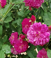 ��������ݶ���԰�����ʻ����ü��ã���������ͯ�����ķ��ӻ�