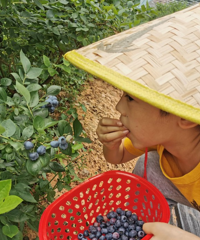 我花29.9实现了蓝莓自由,2大1小边摘边吃,还有超级大草坪
