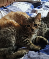 5只2个月大的土猫待领养,有意者海尔路江山名门A区自取哦
