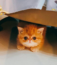 我觉得它是猫届的“陈冠希”,颜值巨高,每天最开心的事是撸猫