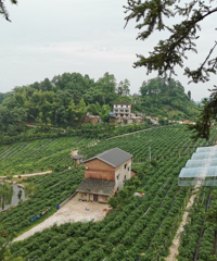 我花29.9实现了蓝莓自由,2大1小边摘边吃,还有超级大草坪