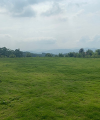 ��Ʊ29.9Ԫ��ݮ���ԣ������ƵĴ��ƺ���ʺ�����+��ĩȥ�ĵ�5��