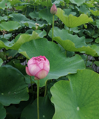 中梁镇的荷花开了~人少还可以耍秋千