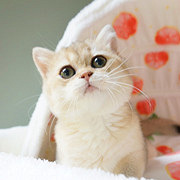 金渐层奶猫在线求赐名