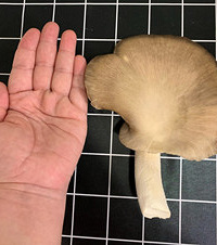 �ڼ�Ҳ�ܵ�����Ģ����С�����ֻ��Ҫ5����ܳԵ����ʵ����乽