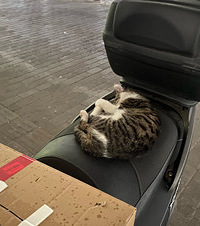 ����è��ϲ�����ҳ���˯�������������ѵ�ֻ�а����ձ��˰���