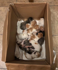 ��һ��è��һ����12ֻ��ҽ��˵���ǳ�����δ����һ��