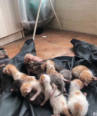 ��һ��è��һ����12ֻ��ҽ��˵���ǳ�����δ����һ��